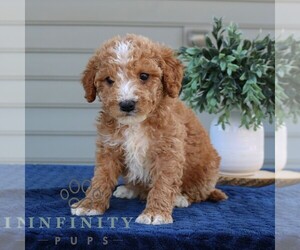 Goldendoodle (Miniature) Puppy for sale in NARVON, PA, USA