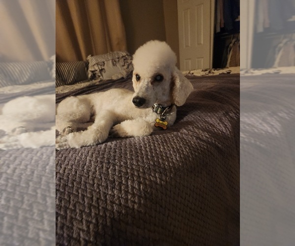 Medium Photo #1 Goldendoodle (Miniature) Puppy For Sale in GREELEY, CO, USA