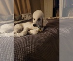 Small Photo #1 Goldendoodle (Miniature) Puppy For Sale in GREELEY, CO, USA