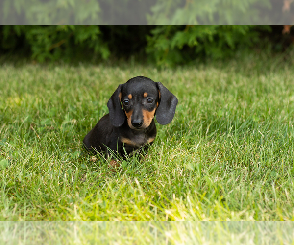 Medium Photo #5 Dachshund Puppy For Sale in MILFORD, IN, USA