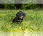 Small #4 Dachshund