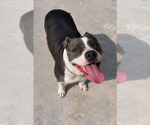 Medium Photo #2 American Staffordshire Terrier-Unknown Mix Puppy For Sale in Lake Forest, CA, USA