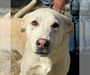 Labrador Retriever-Unknown Mix Dogs for adoption in Yardley, PA, USA