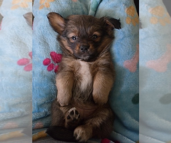Medium Photo #2 Maltipom Puppy For Sale in HUDSON, MA, USA