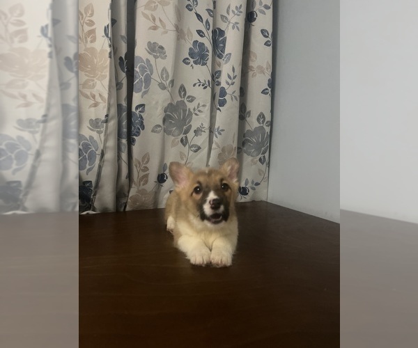Medium Photo #47 Pembroke Welsh Corgi Puppy For Sale in DURHAM, CT, USA