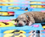 Small Photo #25 Aussiedoodle Puppy For Sale in UNION CITY, TN, USA