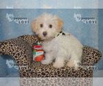 Small Photo #1 Maltipoo Puppy For Sale in SANGER, TX, USA