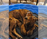 Mama Mira - Female American Pit Bull Terrier-Staffordshire Bull Terrier Mix Dog for Adoption - Small photo