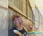 Small #10 American Pit Bull Terrier Mix
