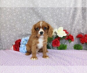 Cavalier King Charles Spaniel Puppy for sale in FREDERICKSBURG, OH, USA