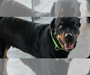 Oakley - Female Rottweiler Dog for Adoption - Photo #4
