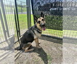 Small #3 German Shepherd Dog