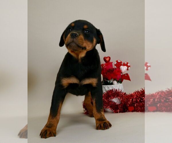 Medium Photo #15 Rottweiler Puppy For Sale in NAPPANEE, IN, USA