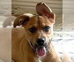 Small #8 American Staffordshire Terrier-German Shepherd Dog Mix