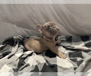 French Bulldog Puppy for sale in EMPORIUM, PA, USA