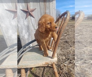 Golden Retriever Puppy for sale in NILES, MI, USA