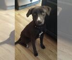 Small #1 Labrador Retriever Mix