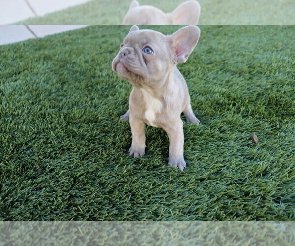 Medium Photo #1 French Bulldog Puppy For Sale in SCOTTSDALE, AZ, USA