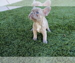 Small Photo #1 French Bulldog Puppy For Sale in SCOTTSDALE, AZ, USA