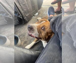 COURTESY POST: Rocky - Male American Bulldog-Unknown Mix Dog for Adoption - Photo #4