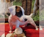 Puppy 5 Jack Russell Terrier