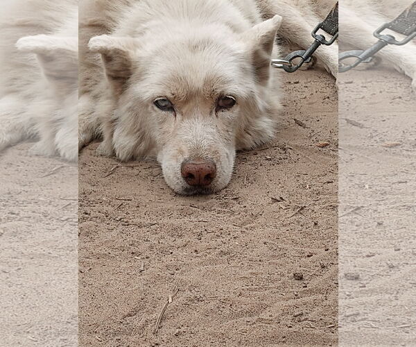 Medium Photo #2 Siberian Husky Puppy For Sale in Pacific grove , CA, USA