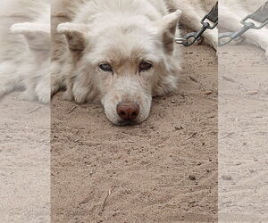 Kerman - Female Siberian Husky Dog for Adoption - Photo #2