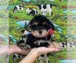 Small Photo #1 Schnoodle (Miniature) Puppy For Sale in WINNSBORO, LA, USA