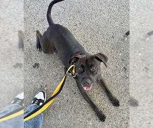 American Pit Bull Terrier-Staffordshire Bull Terrier Mix Dogs for adoption in Oakhurst, NJ, USA