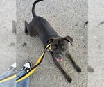 Small American Pit Bull Terrier-Staffordshire Bull Terrier Mix