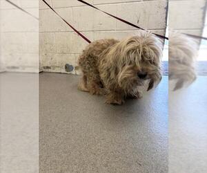 Maltese Dogs for adoption in San Bernardino, CA, USA