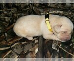 Small Photo #2 Labrador Retriever Puppy For Sale in CORDELE, GA, USA