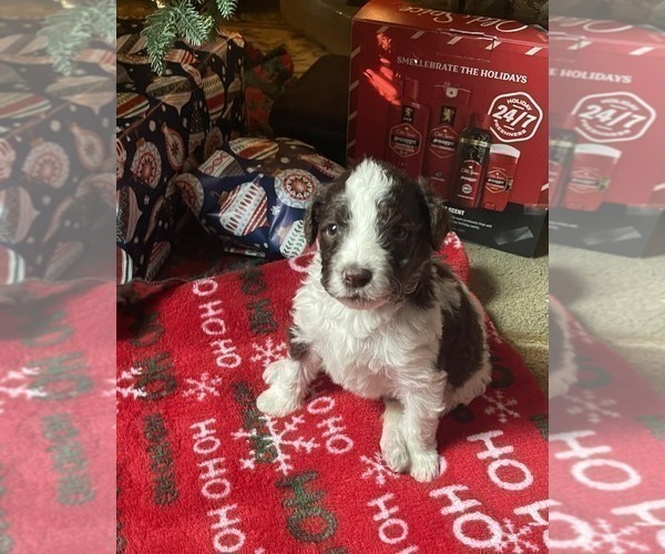 Medium Photo #18 Goldendoodle Puppy For Sale in ELLISGROVE, IL, USA