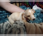 Small Photo #5 Chiweenie Puppy For Sale in VANCOUVER, WA, USA