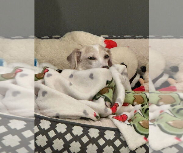 Medium Photo #12 Chiweenie Puppy For Sale in Brewster, NY, USA