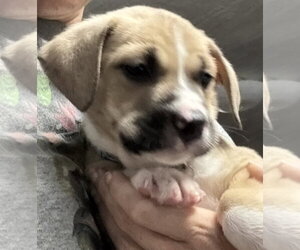American Pit Bull Terrier-Black Mouth Cur Mix Dogs for adoption in Holly Springs, NC, USA