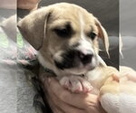 Small American Pit Bull Terrier-Black Mouth Cur Mix