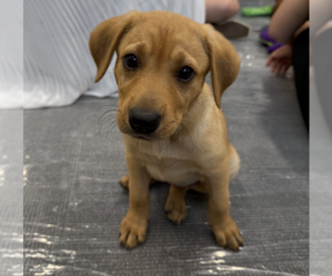 Labrador Retriever-Unknown Mix Dogs for adoption in Brooklyn, NY, USA