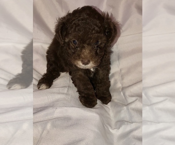 Medium Photo #1 Poodle (Toy) Puppy For Sale in TAMPA, FL, USA
