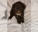 Small Photo #1 Poodle (Toy) Puppy For Sale in TAMPA, FL, USA
