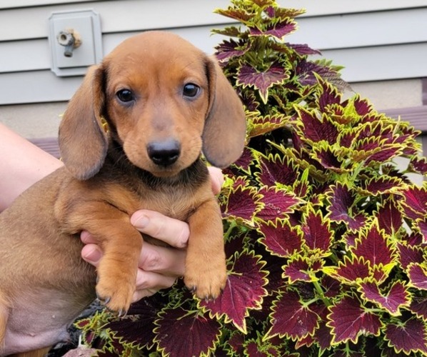 Medium Photo #4 Dachshund Puppy For Sale in WITHEE, WI, USA