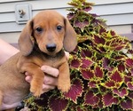 COPPER - Male Dachshund Puppy for Sale - Photo #4