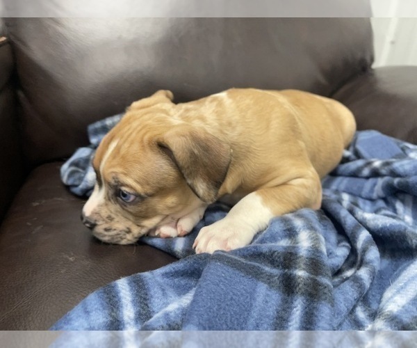 Medium Photo #125 American Bully Puppy For Sale in REESEVILLE, WI, USA