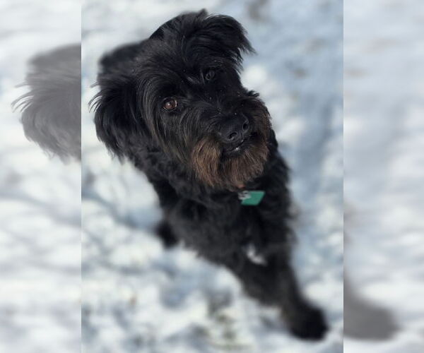 Medium Photo #2 Labradoodle Puppy For Sale in Clarkston, MI, USA