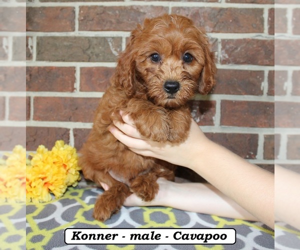Medium Photo #2 Cavapoo (Miniature) Puppy For Sale in CLARKRANGE, TN, USA