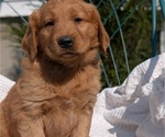 Small #11 Golden Retriever