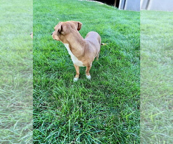 Medium Photo #4 Chihuahua-Unknown Mix Puppy For Sale in Springdale, PA, USA