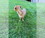 Small #3 Chihuahua Mix