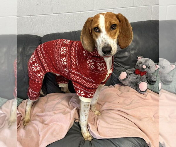 Medium Photo #4 Mutt Puppy For Sale in North Myrtle Beach, SC, USA