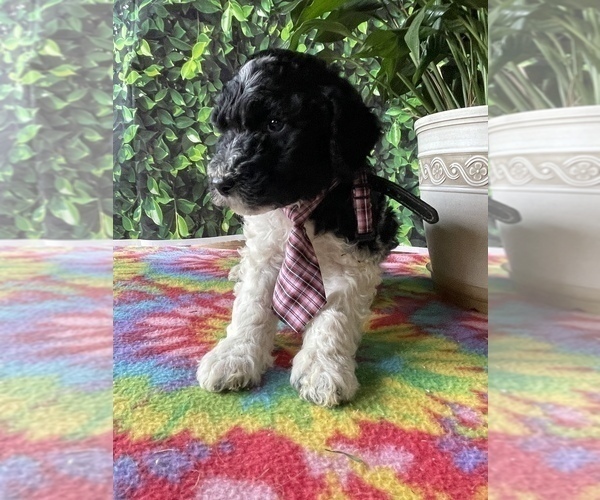 Medium Photo #3 Poodle (Standard) Puppy For Sale in LANCASTER, PA, USA